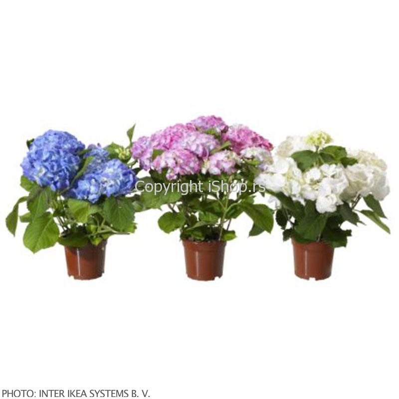 sobno cveće hydrangea ishop online prodaja